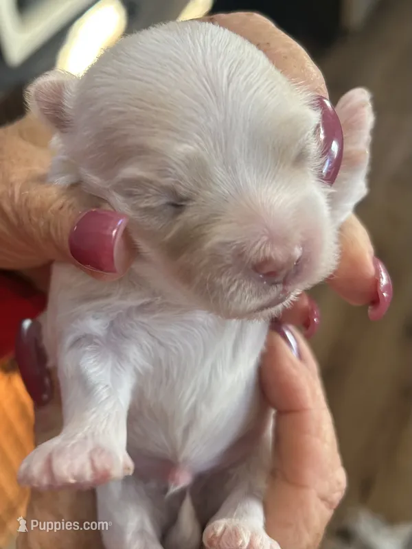 Jack – Yorkipoo, Maltese puppy for sale in Rutland, IL