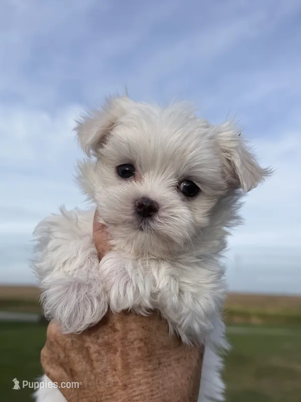 Trey – Maltese puppy for sale in Rutland, IL