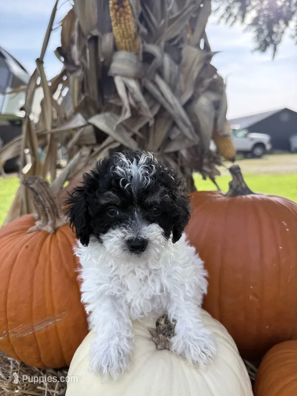 Cowboy – Bichpoo puppy for sale in Rutland, IL