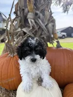 Cowboy, a male Bichpoo for sale in Rutland, IL – 1 of 1