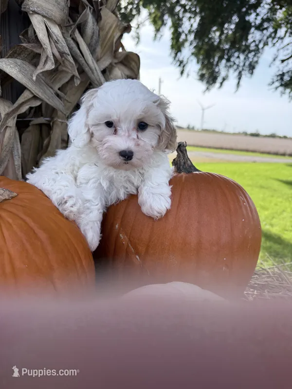 Rec – Havapoo puppy for sale in Rutland, IL