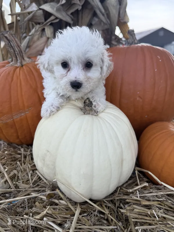 Luke – Bichpoo puppy for sale in Rutland, IL