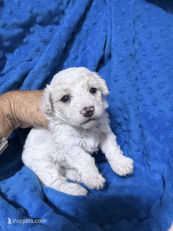 Luke – Bichpoo puppy for sale in Rutland, IL