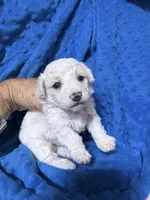 Luke, a male Bichpoo for sale in Rutland, IL – 1 of 1