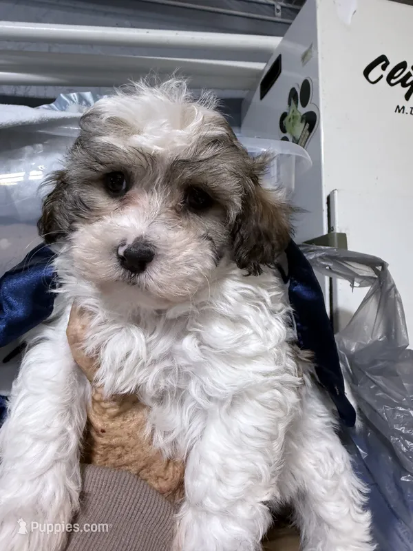 Trey – Havapoo puppy for sale in Rutland, IL
