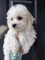 Linus , a male Bichpoo for sale in Rutland, IL – 2 of 2