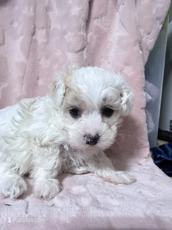 Willow – Havapoo puppy for sale in Rutland, IL