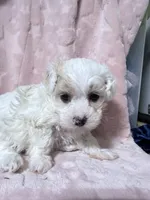 Willow, a male Havapoo for sale in Rutland, IL – 2 of 2