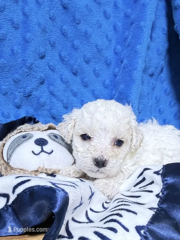Linus  – Bichpoo puppy for sale in Rutland, IL