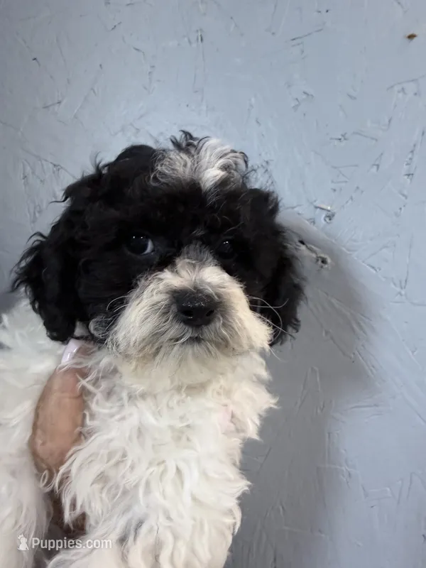 Buddy  – Shihpoo puppy for sale in Rutland, IL