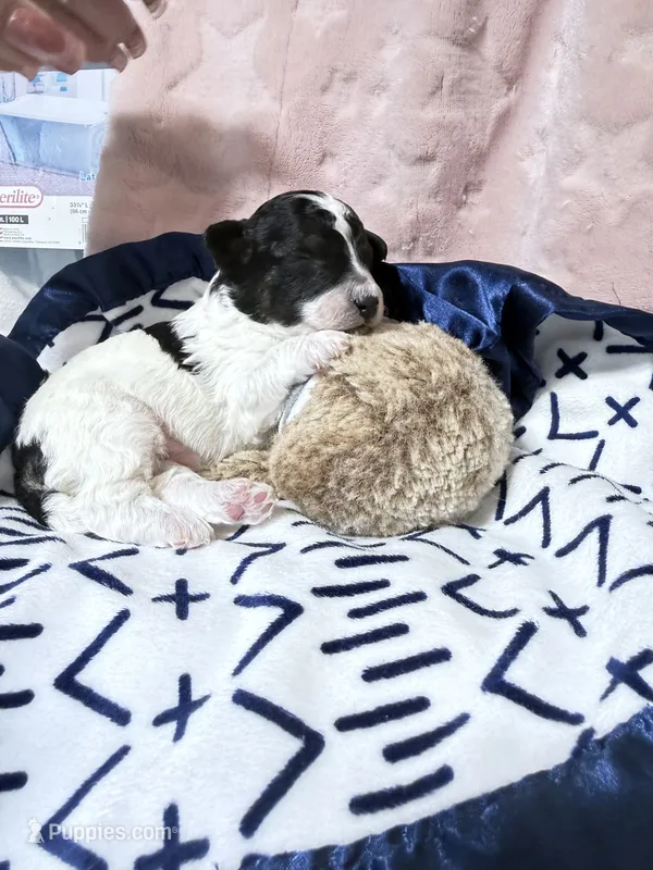Cowboy – Bichpoo puppy for sale in Rutland, IL