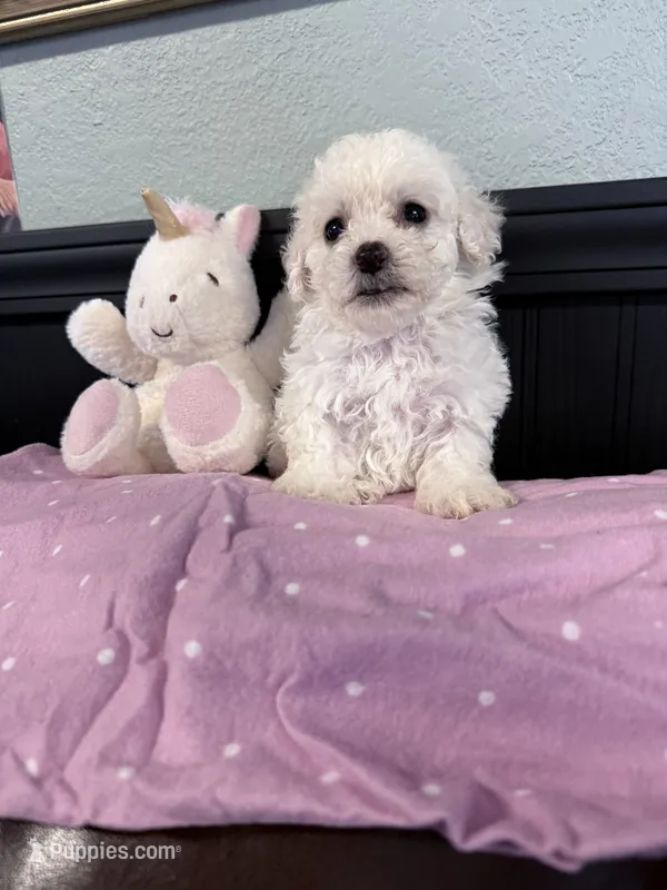 Jade – Bichpoo puppy for sale in Rutland, IL