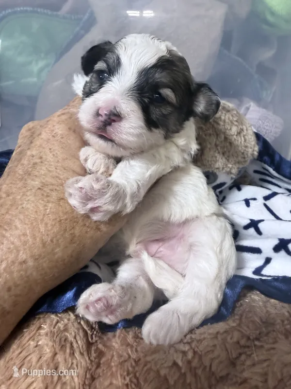 Trey – Havapoo puppy for sale in Rutland, IL