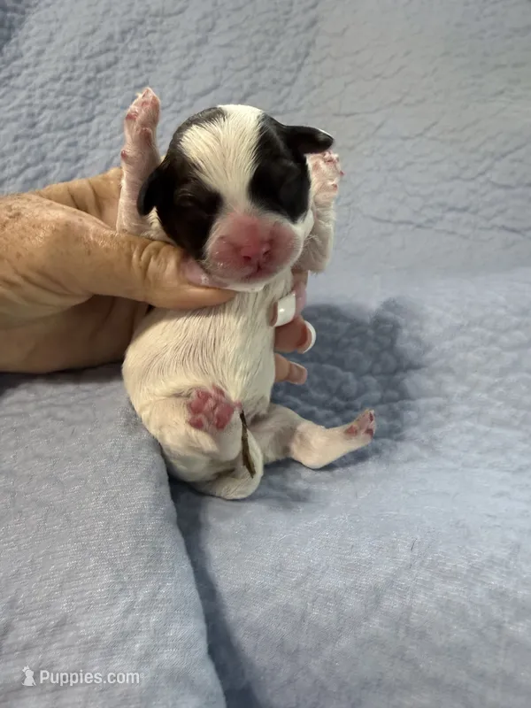 Trey – Havapoo puppy for sale in Rutland, IL