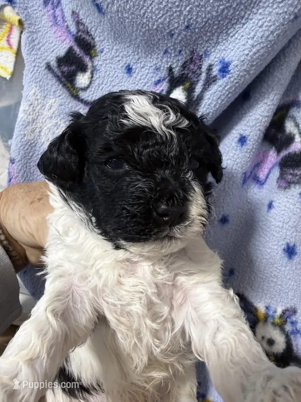 Trey – Shihpoo puppy for sale in Rutland, IL