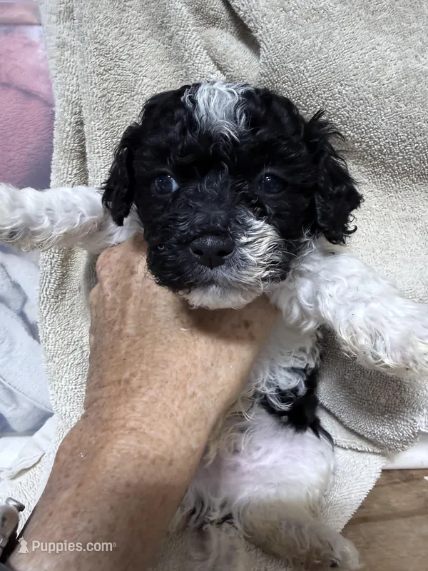 Trey – Shihpoo puppy for sale in Rutland, IL