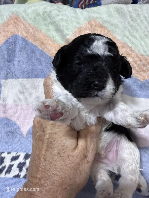 Trey – Shihpoo puppy for sale in Rutland, IL