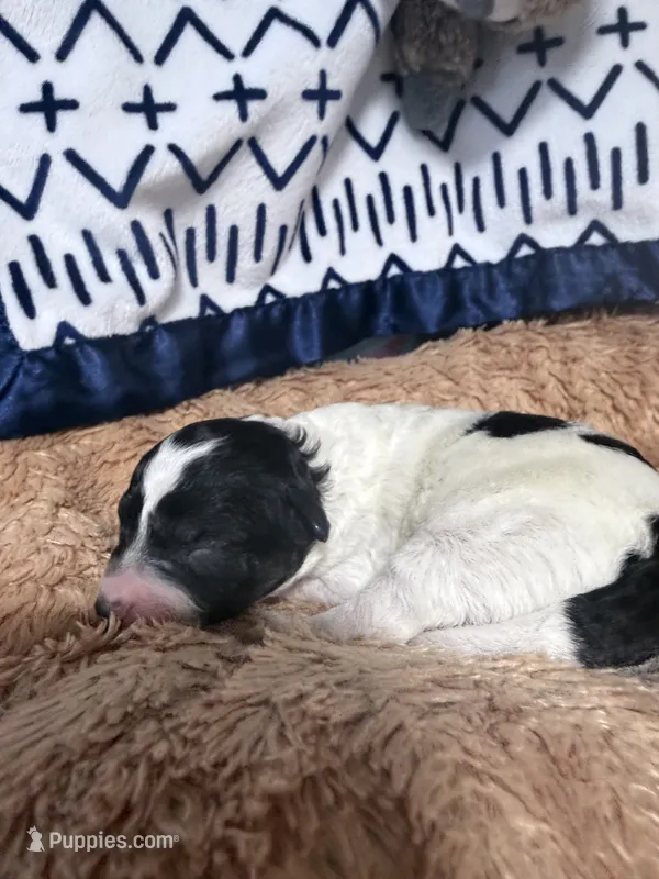 Cowboy – Bichpoo puppy for sale in Rutland, IL