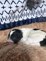 Cowboy, a male Bichpoo for sale in Rutland, IL – 1 of 1