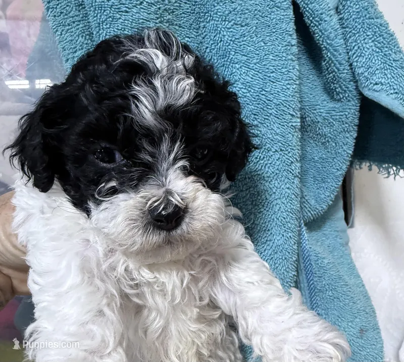 Buddy  – Shihpoo puppy for sale in Rutland, IL