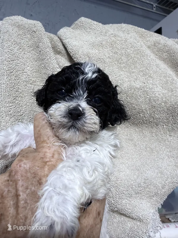 Buddy  – Shihpoo puppy for sale in Rutland, IL