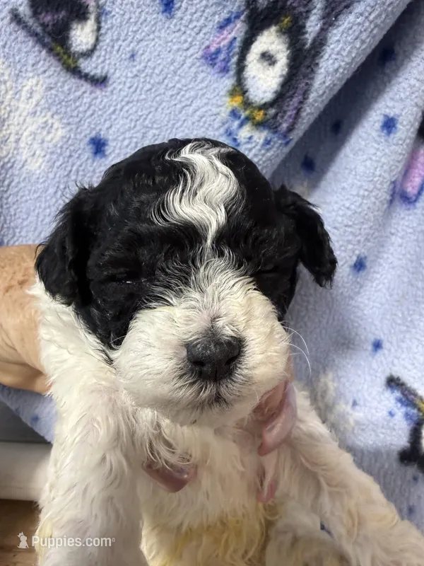 Buddy  – Shihpoo puppy for sale in Rutland, IL
