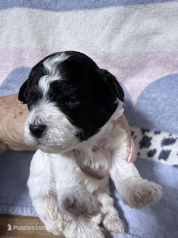 Buddy  – Shihpoo puppy for sale in Rutland, IL