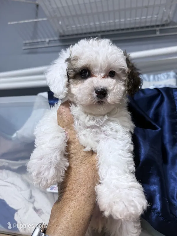 Sugar – Havapoo puppy for sale in Rutland, IL