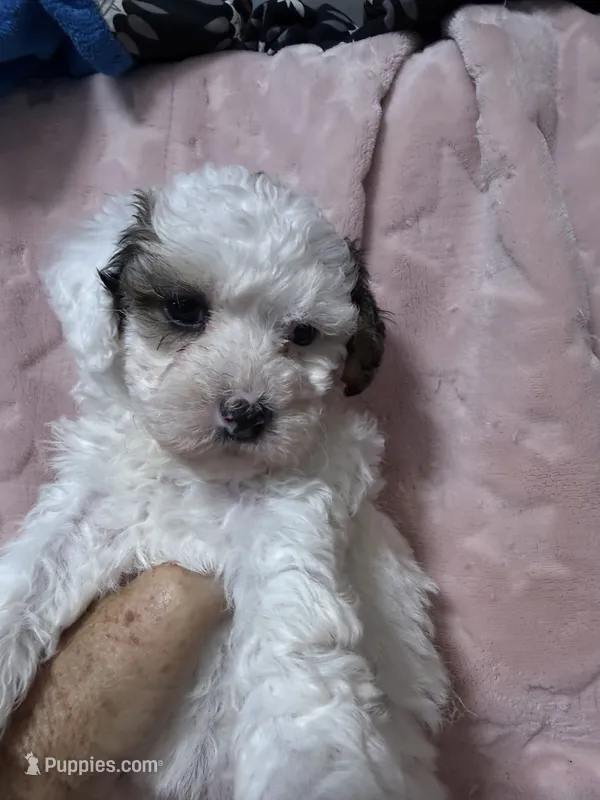 Sugar – Havapoo puppy for sale in Rutland, IL