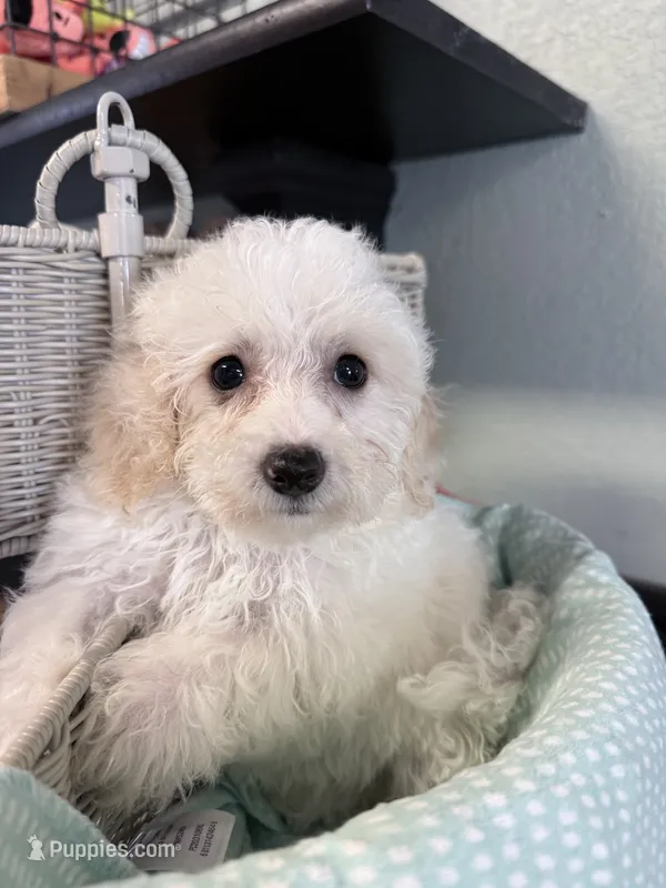 Linus  – Bichpoo puppy for sale in Rutland, IL