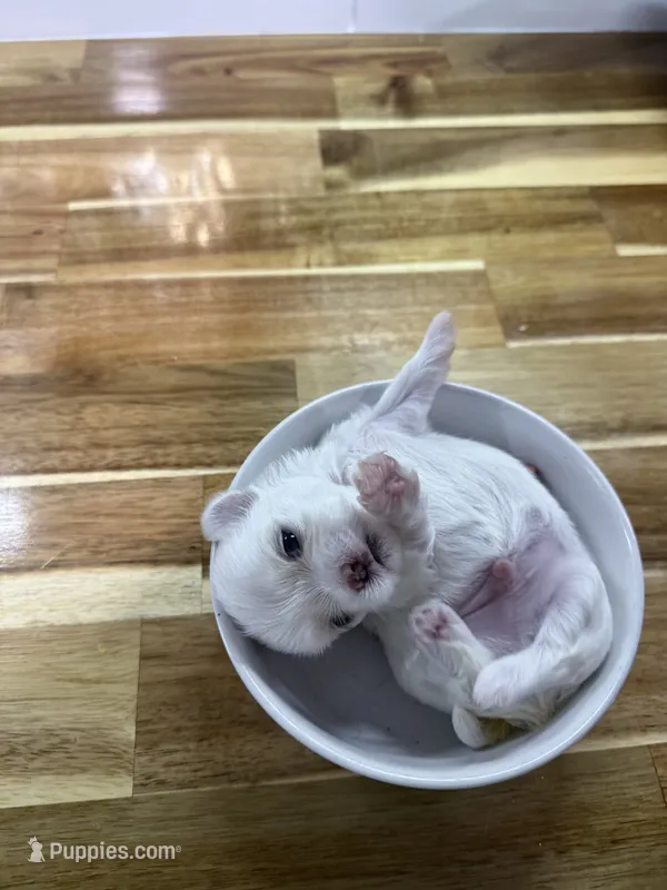 Tray – Maltese puppy for sale in Rutland, IL