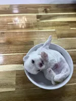 Tray, a male Maltese for sale in Rutland, IL – 1 of 1