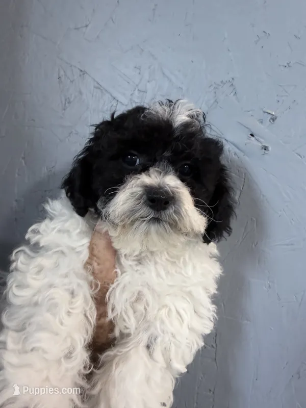 Buddy  – Shihpoo puppy for sale in Rutland, IL