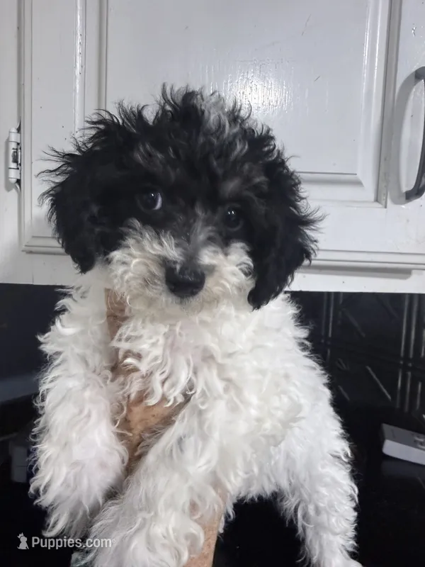 Cowboy – Bichpoo puppy for sale in Rutland, IL