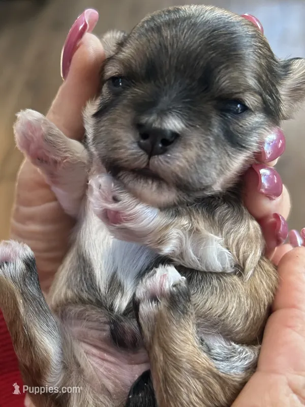 Frankie  – Yorkipoo puppy for sale in Rutland, IL
