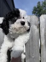 Spot, a male Shihpoo for sale in Rutland, IL – 2 of 2