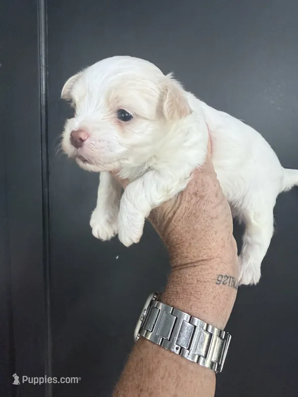 Jack – Yorkipoo, Maltese puppy for sale in Rutland, IL