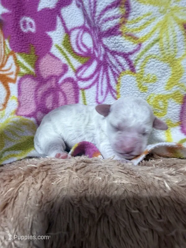 Jade – Bichpoo puppy for sale in Rutland, IL