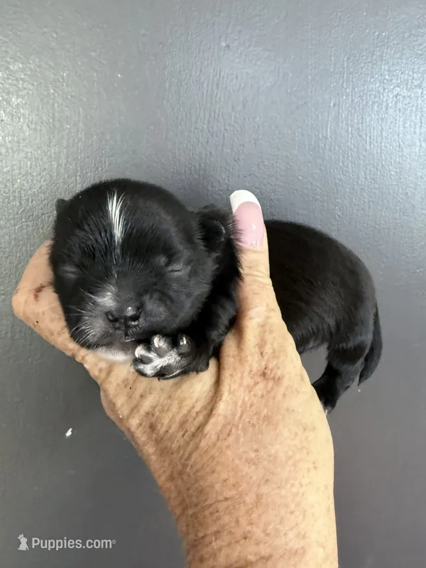 Honey  – Yorkipoo, Maltese puppy for sale in Rutland, IL