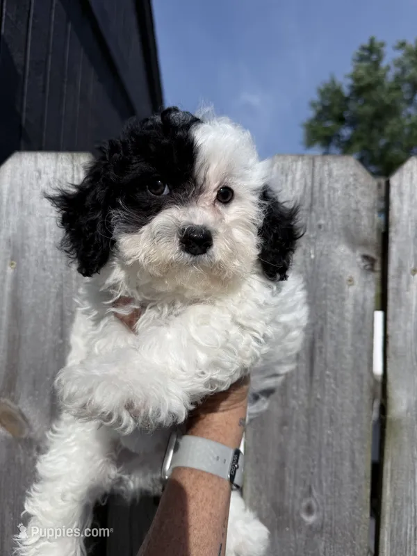 Spot – Shihpoo puppy for sale in Rutland, IL