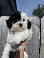 Spot, a male Shihpoo for sale in Rutland, IL – 1 of 2