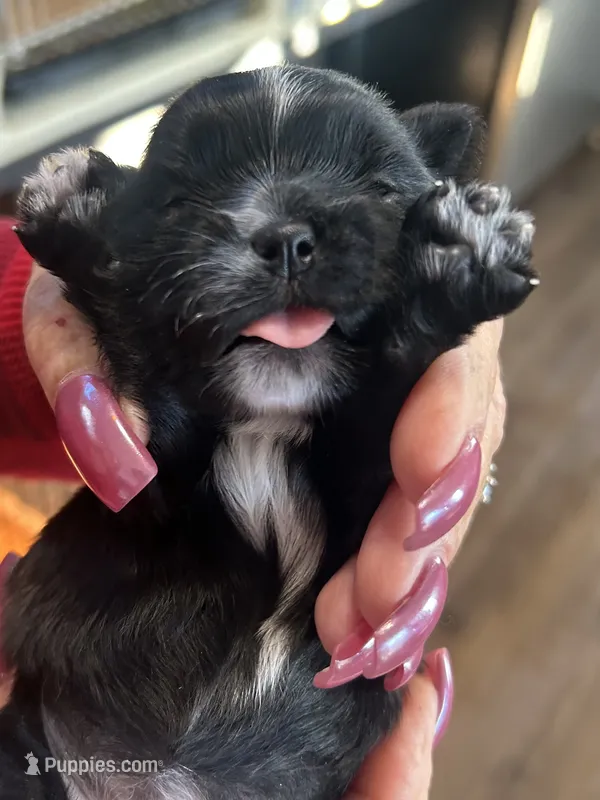 Honey  – Yorkipoo, Maltese puppy for sale in Rutland, IL
