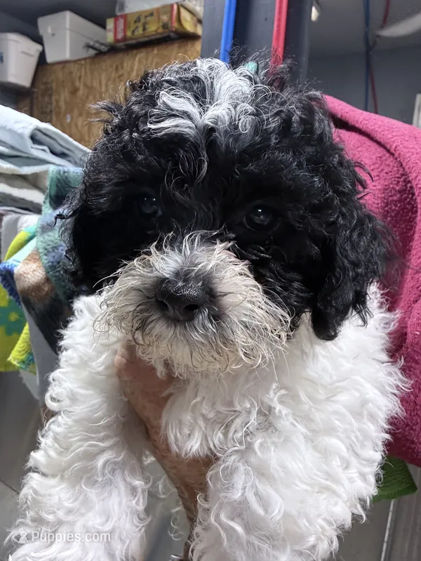Buddy  – Shihpoo puppy for sale in Rutland, IL