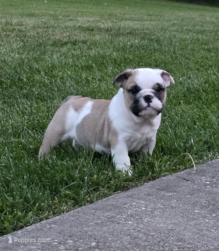 Angel – English Bulldog puppy for sale in Bidwell, OH