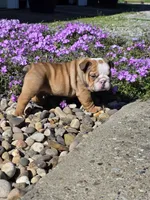 Yogi, a male English Bulldog for sale in Bidwell, OH – Photo 5 of 8