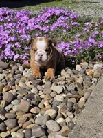 Yogi, a male English Bulldog for sale in Bidwell, OH – Photo 7 of 8