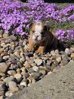 Yogi, a male English Bulldog for sale in Bidwell, OH – Photo 8 of 8