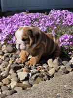 Yogi, a male English Bulldog for sale in Bidwell, OH – Photo 6 of 8