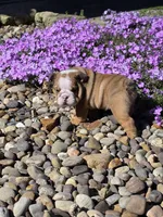 Yogi, a male English Bulldog for sale in Bidwell, OH – Photo 4 of 8