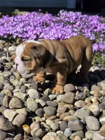 Yogi, a male English Bulldog for sale in Bidwell, OH – Photo 3 of 8
